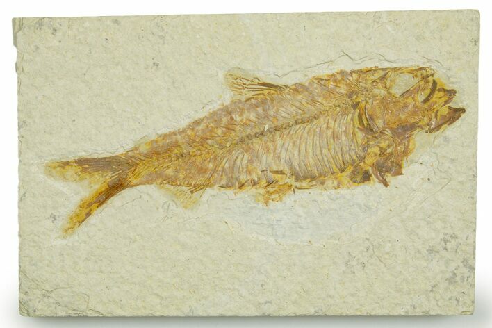 Detailed Fossil Fish (Knightia) - Wyoming #369426